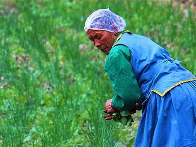 Organic Farming Area